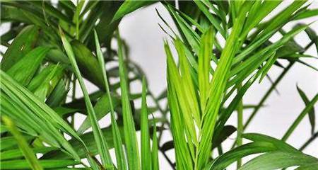 凤尾竹叶子尖干枯的解决方法（教你如何让凤尾竹恢复生机）