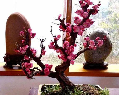 好养的庭院花卉有哪些（盘点十种庭院花卉）