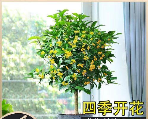 怎样养植桂花（种植桂花的注意事项）
