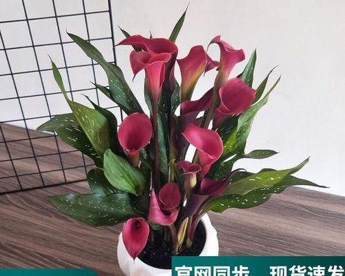室内种植什么花草（适合室内养的植物排名）