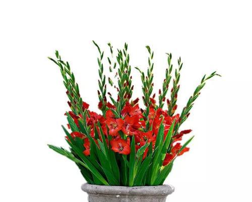 室内种植什么花草（适合室内养的植物排名）