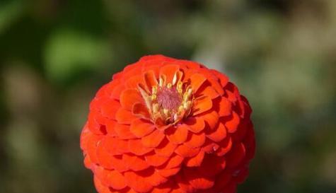 百日草之花语（百日草花语揭示的秘密与意义）