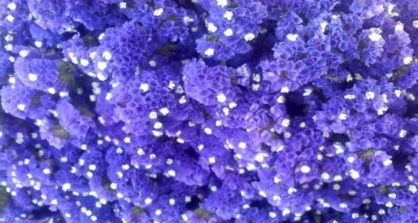 以补血草的花语（探索以补血草的花语意义）