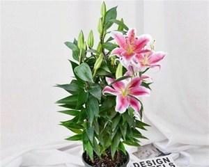 百合花的寿命有多久（百合花养护技巧与注意事项）