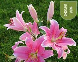 百合花的土壤和种植技巧（打造适合百合花的土壤）