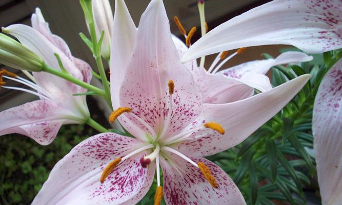 秋季花海——百合花开不停（百合花的秋天之美/秋天开花的百合花）