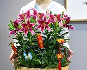 百合花的性别类型（探究百合花是单性花还是双性花）