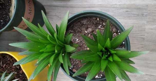 如何选择合适的土壤种植百合花（百合花的土壤需求及种植技巧）