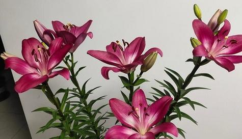 百合花喜欢阳光吗（揭开百合花喜爱阳光的真相）