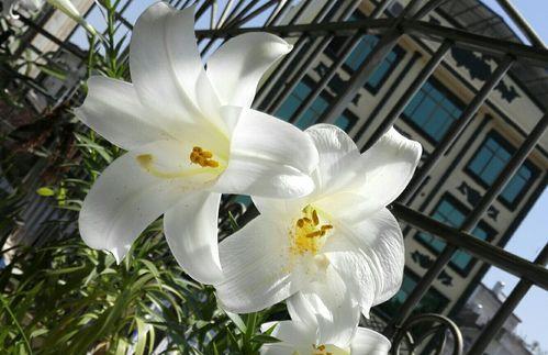 百合花的生长与养护（为何百合花需要晒太阳）