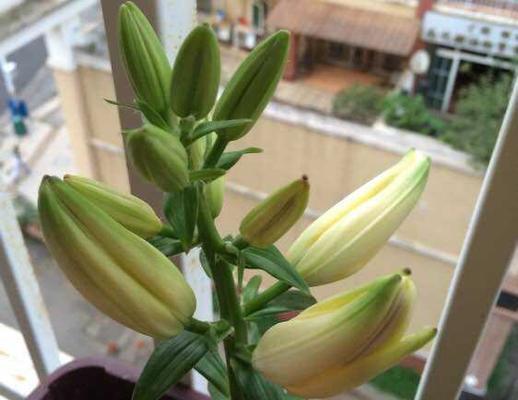 百合花的生长与养护（为何百合花需要晒太阳）