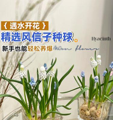 百合花的养护之道（如何用适宜的水给百合花浇水）