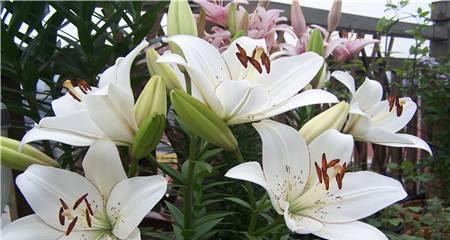 百合花真的有毒吗（室内养花需要注意些什么）