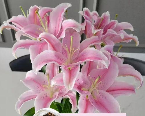 百合花是否具有种子（揭开百合花种子之谜）