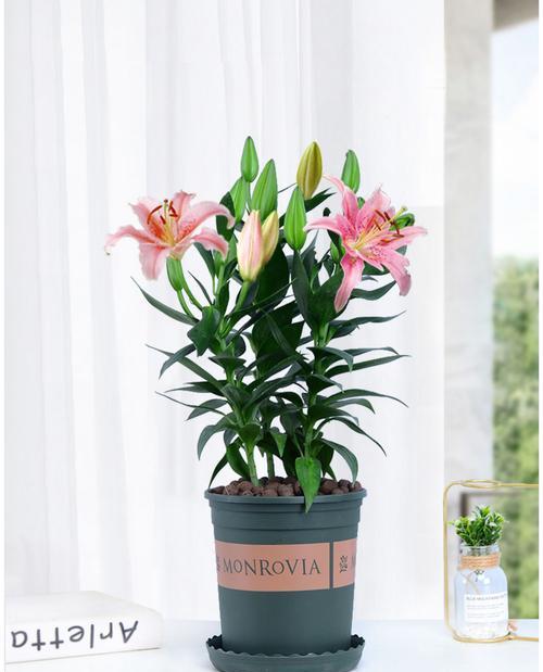 如何快速让百合花开花（百合花的生长习惯和养护要点）