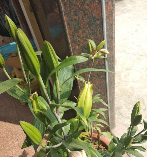 如何种植百合花（栽种时间）