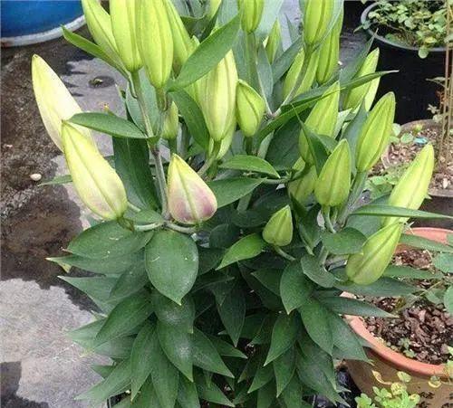 如何种植百合花（栽种时间）