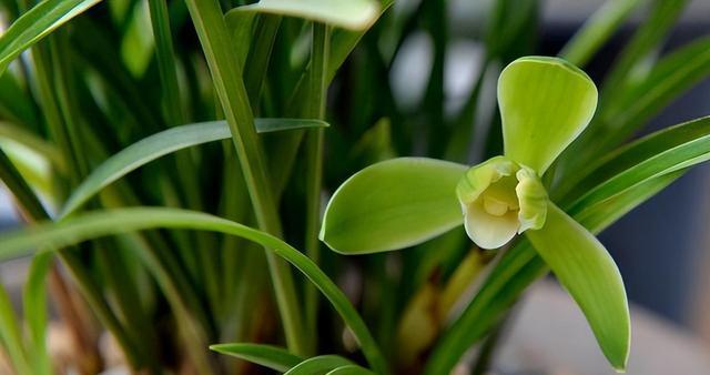 养兰花的技巧与要点（打造美丽芬芳的兰花之家）