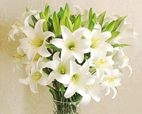 竹叶百合，花开幸福的旋律（秋雨中绽放）