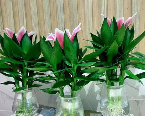 竹叶百合，花开幸福的旋律（秋雨中绽放）