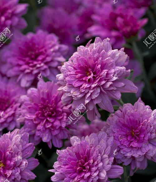 紫色翠菊花语的美丽与意义（探索翠菊花语的神秘魅力）