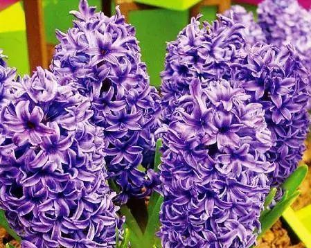 紫色风信子花语的奇妙意义（探索紫色风信子的神秘与浪漫）