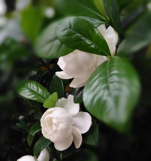 栀子花的象征意义及文化内涵（探寻栀子花的美与象征）