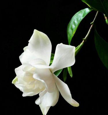 栀子花的象征意义及文化内涵（探寻栀子花的美与象征）