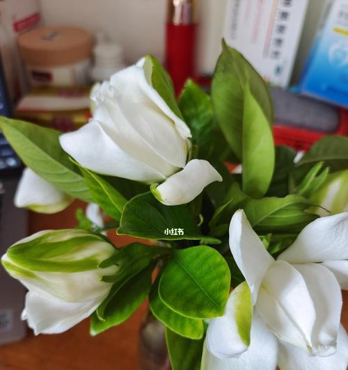 栀子花的生命坚韧与美丽（以栀子花养不活）