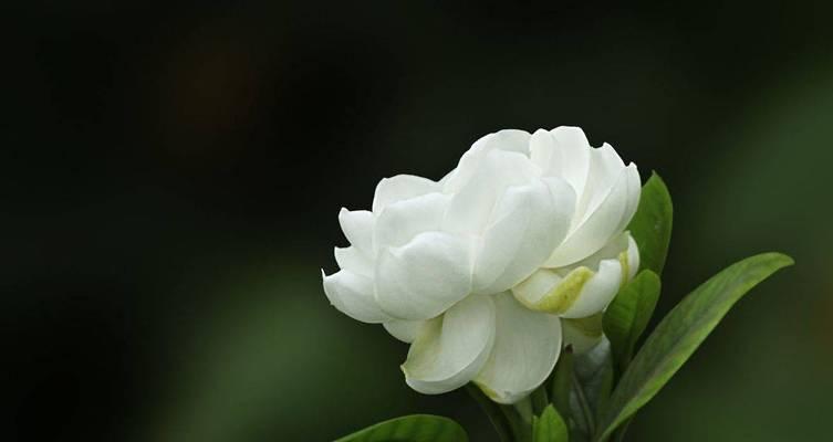 栀子花的花语与象征（探寻栀子花的深层寓意和文化底蕴）
