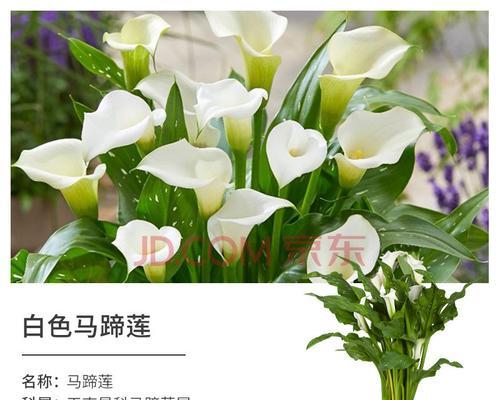 白色马蹄莲（马蹄莲的花语与寓意）
