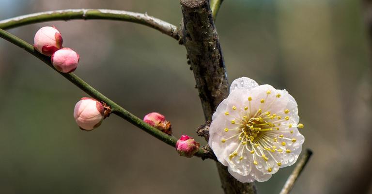 以梅花代表吉祥（梅花的美丽与象征意义）