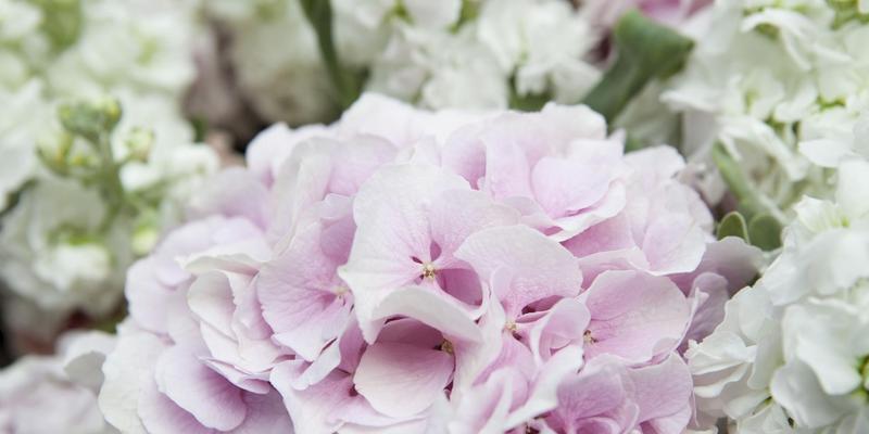 探索八仙花的花语之美（八仙花花语的启示）