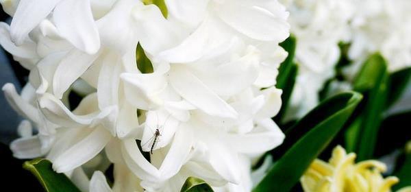 白风信子的花语与意义（纯洁美丽的白风信子）