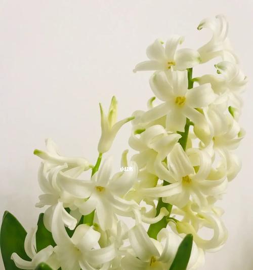 白风信子的花语与意义（纯洁美丽的白风信子）