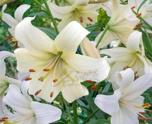 百合花的传说与花语（探寻百合花的神秘力量与美丽寓意）