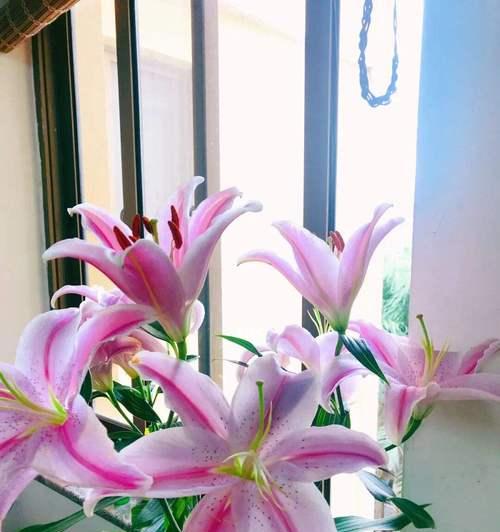 百合花花语传说——美丽与纯洁的象征（花开花落间）