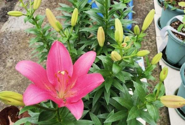 百合花的养殖技巧及注意事项（百合花的水）