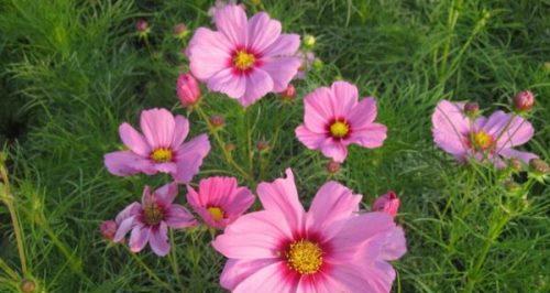 以波斯菊花的寓意为主题的文章（探索波斯菊花的象征意义）