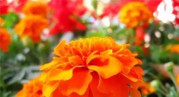 橙色菊花的花语与寓意（探索橙色菊花的花语）