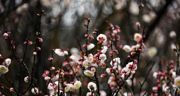 冬日梅花的独特之美（冬日梅花绽放的奇迹）