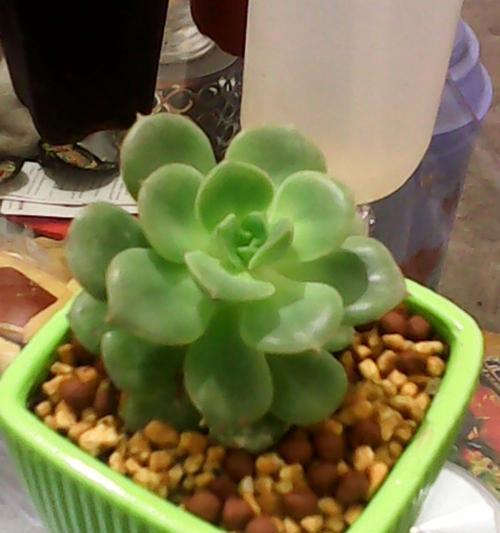 多肉白牡丹花语解读——美丽与纯洁的象征（多肉白牡丹的花语及其传承的文化内涵）