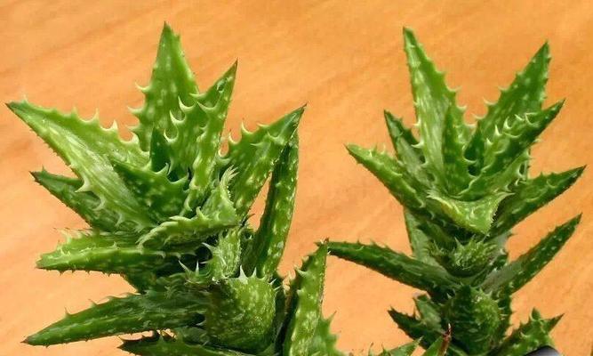 多肉芦荟的花语大揭秘（探寻多肉芦荟的花语）