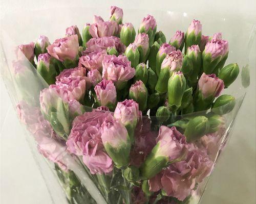 多头康乃馨的花语（揭示多头康乃馨的丰富含义）