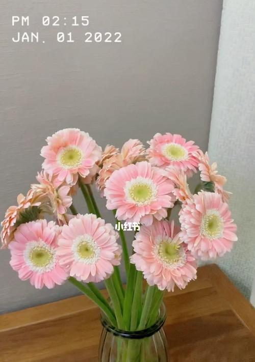 非洲菊花语与风水的奇妙联系（揭秘非洲菊花的神秘力量）