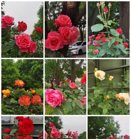 粉红月季花的花语（一朵粉色的月季）