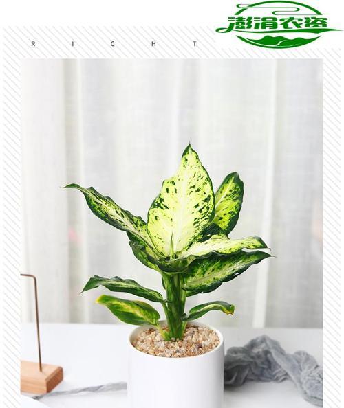 粉黛万年青花语（用花语传递爱与希望）