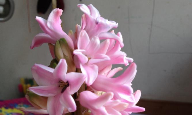 风信子花语与特性（解读风信子）