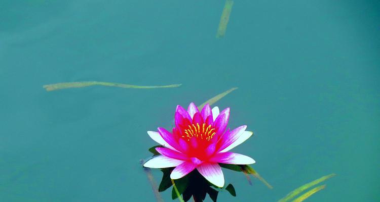 各色睡莲的花语与寓意（唤醒内心的美好世界——各色睡莲花语解读）