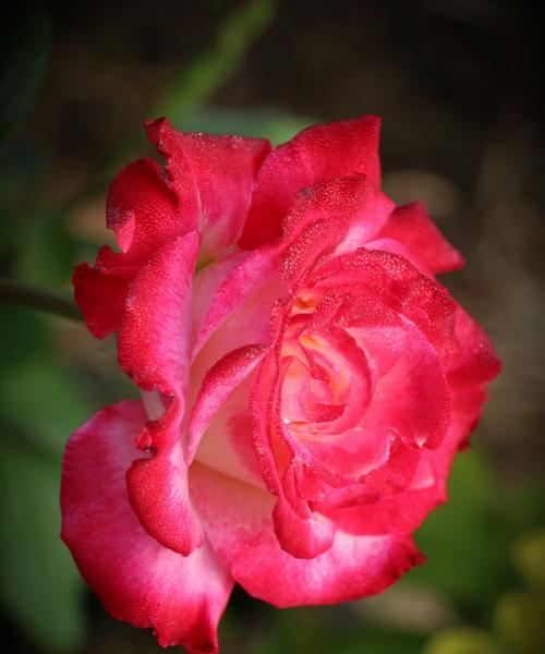 月季花的花语（以花语为纽带）